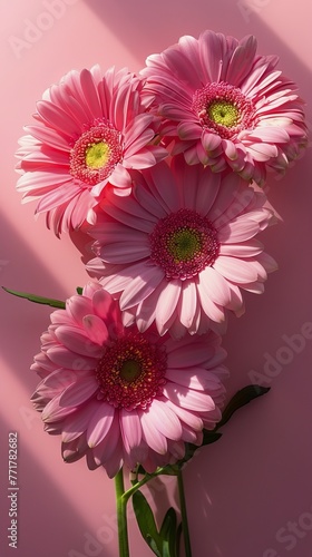 Group of Pink Flowers on Pink Wall