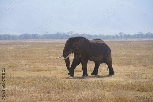 Elephant alleine unterwegs Tanzania photo
