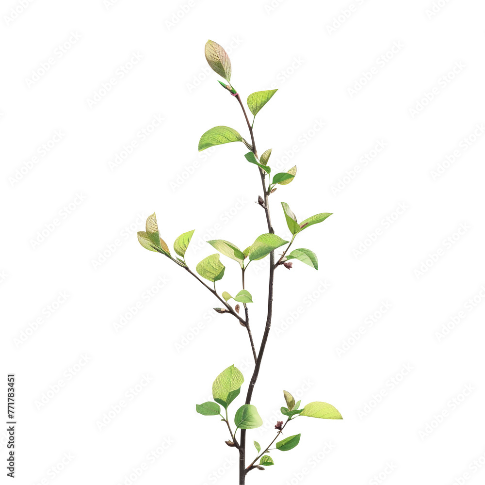 Terrestrial plant with green leaves and buds on a transparent background Terrestrial plant with green leaves and buds on a transparent background