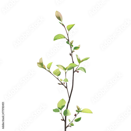 Terrestrial plant with green leaves and buds on a transparent background