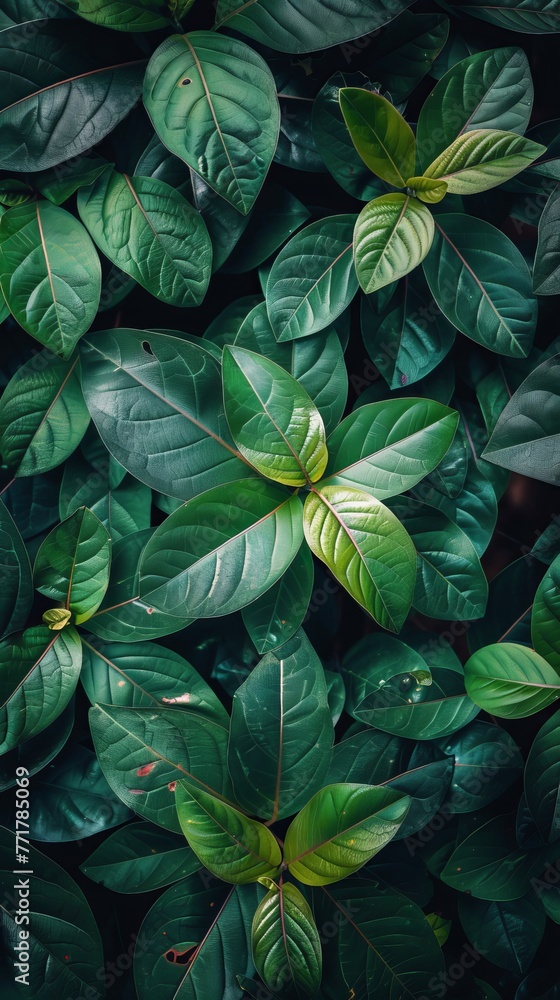 custom made wallpaper toronto digitalGreen Leaves Adorning Wall