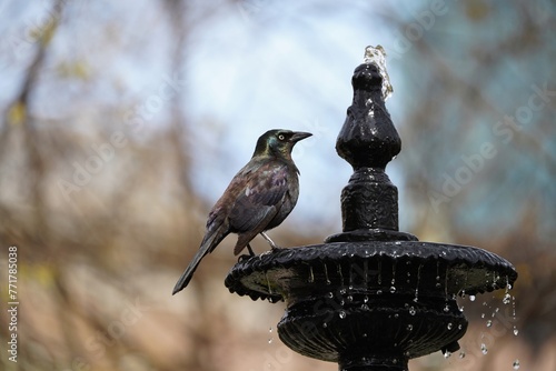 The common grackle (Quiscalus quiscula) is a species of large icterid bird found in large numbers through much of North America. photo