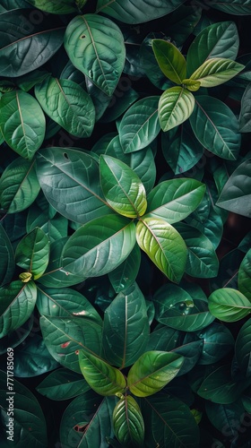 Wallpaper Mural Green Leaves Adorning Wall Torontodigital.ca