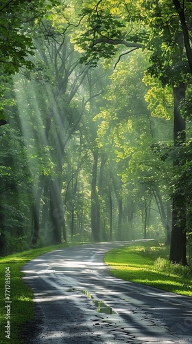 Dirt Road Running Through Forest
