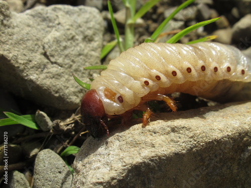 Zbliżenie na młode larwy Gryllotalpa gryllotalpa photo