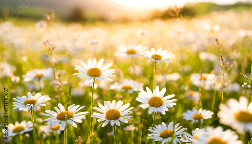 Golden Dawn: A Field of Daisies Illuminated by the Rising Sun
