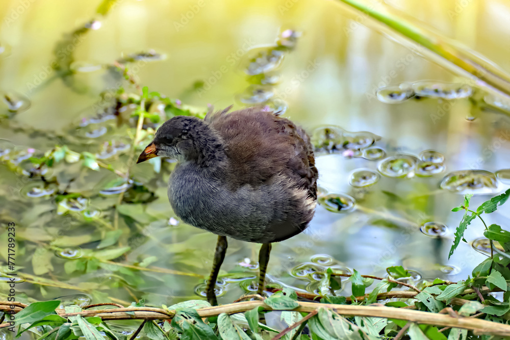 Poule d'eau Poule d'eau
