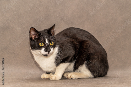czarni biały kot z żółtymi oczami na szarym tle