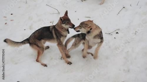 Two Czechoslovakian wolf dogs play, roll and bite each other. While they are in the snow in winter they pick things from the ground.