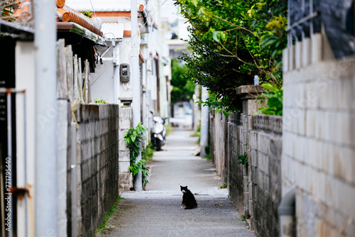 路地裏の野良猫 photo