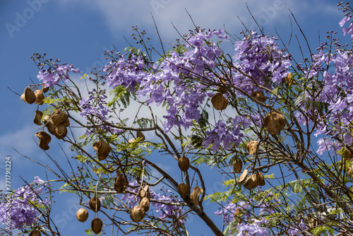 Palisanderholzbaum (Jacaranda mimosifolia)