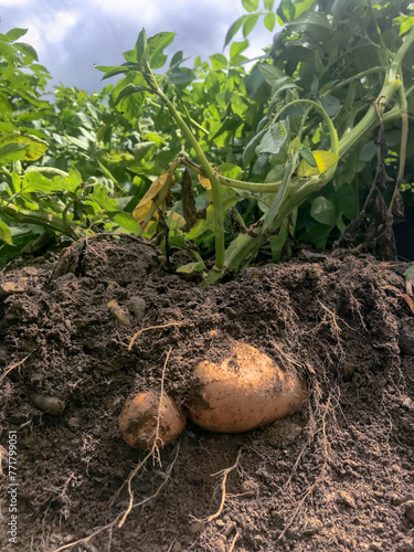 Russet potato plant excavated in the field showing tubers and roots