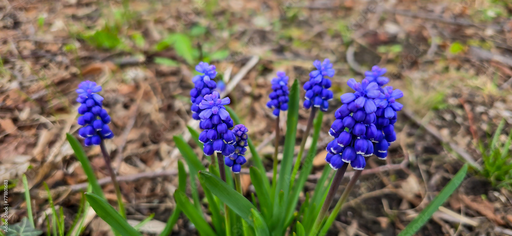 Beautiful spring blue flower grape hyacinth with sun and green grass. Macro shot of the garden with a natural blurred background.(Muscari armeniacum) Beautiful spring blue flower grape hyacinth with sun and green grass. Macro shot of the garden with a natural blurred background.(Muscari armeniacum)