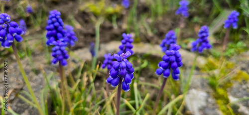 Beautiful spring blue flower grape hyacinth with sun and green grass. Macro shot of the garden with a natural blurred background. Muscari armeniacum 