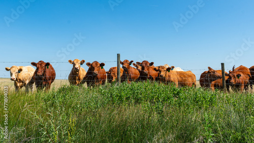Herd of beef cattle grazing in a summer pasture under hot blue skies.