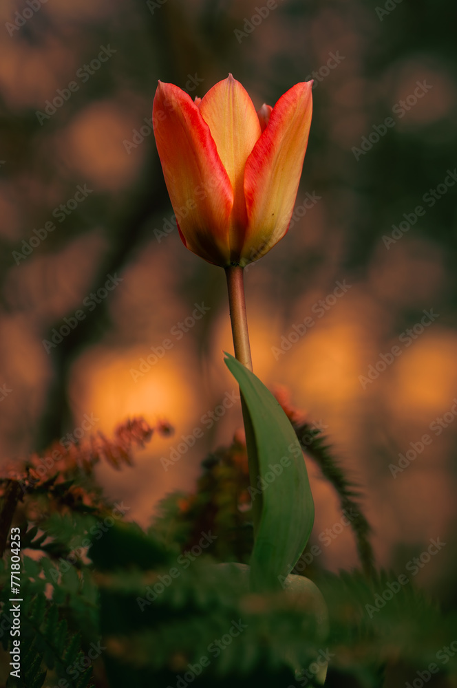 Obraz premium Tulpe