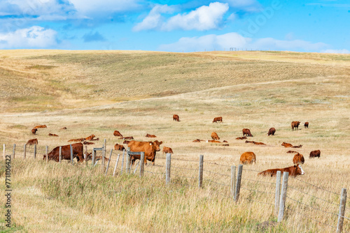 Beef Cattle grazing under blue skies