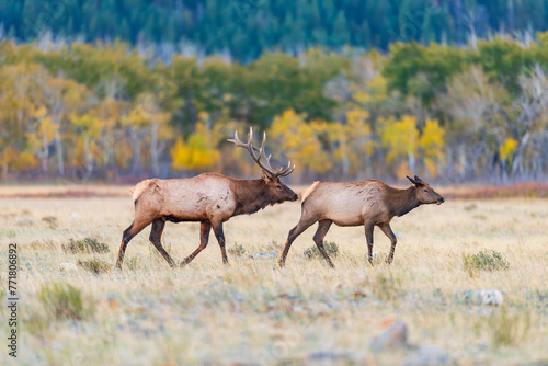 Herd of wild Elk in a field in Waterton National Park Alberta Canada during the rutting mating season.