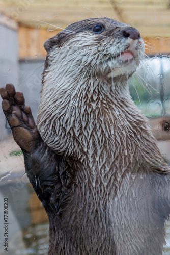 Otter wants to play © CJH Photography ::C