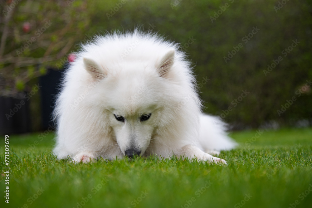 Hund Spitz Japanspitz weiß Hund Spitz Japanspitz weiß