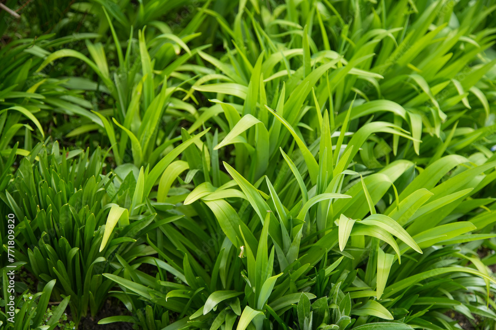Fototapeta premium Grünzeug Hintergrund Blätter üppige Vegetation
