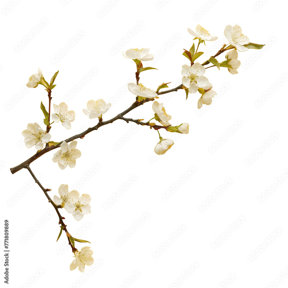 Twig with white flowers, a beautiful contrast against the transparent background Twig with white flowers, a beautiful contrast against the transparent background