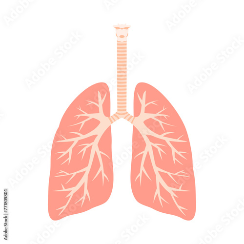 ヒトの肺と気管支。フラットなベクターイラスト。
Human lungs and bronchi. Flat vector illustration.
