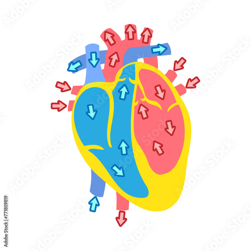 心臓の血流。フラットなベクターイラスト。
Blood flow in the heart. Flat vector illustration.
