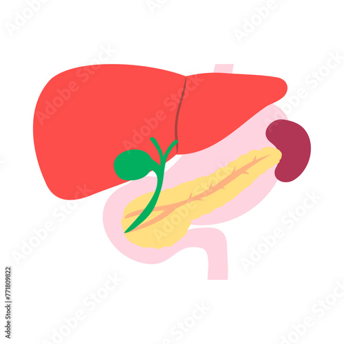 肝臓、胆嚢、膵臓、脾臓、胃、十二指腸。フラットなベクターイラスト。
Liver, gallbladder, pancreas, spleen, stomach and duodenum. Flat vector illustration.