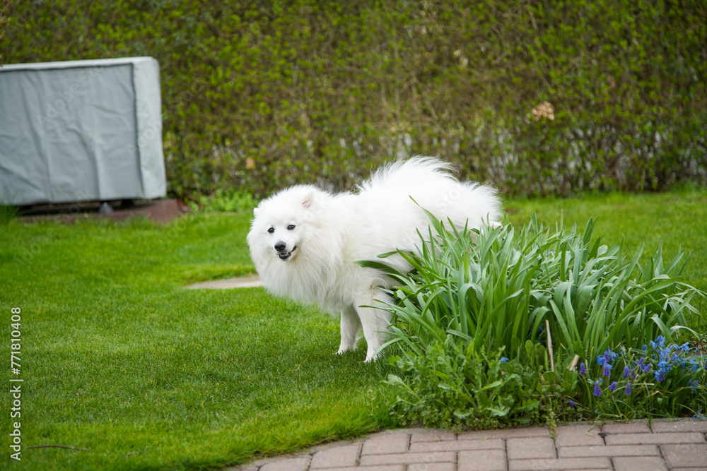 Hund Spitz Japanspitz weiß Hund Spitz Japanspitz weiß