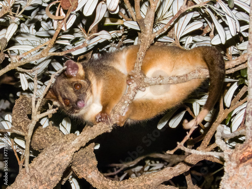 Ring-tailed Possum in New South Wales, Australia photo