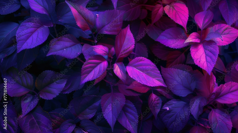 Close-up of purple leaves with neon pink veins for dramatic flora imagery. Neon-lit purple leaves perfect for atmospheric botanical graphics Close-up of purple leaves with neon pink veins for dramatic flora imagery. Neon-lit purple leaves perfect for atmospheric botanical graphics