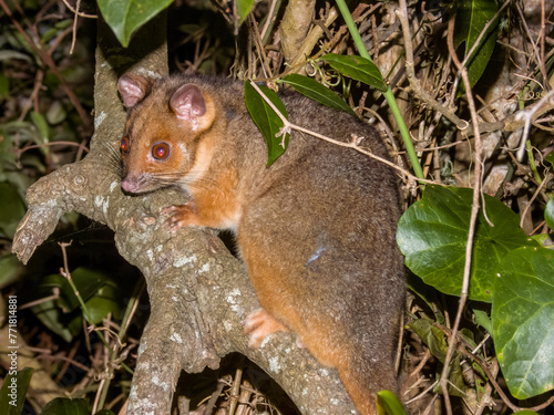 Ring-tailed Possum in New South Wales, Australia photo