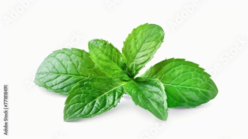 This is a green peppermint leaf isolated on white. It is a fresh mint leaf. A peppermint clipping path is shown.
