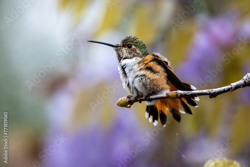 A hummingbird preening feathers with the beak and claw