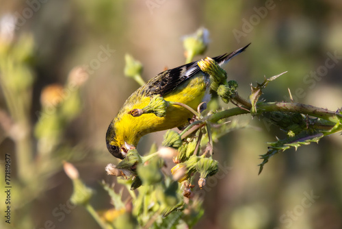 A Lesser Goldfinch bird is eating a dandelion flower photo