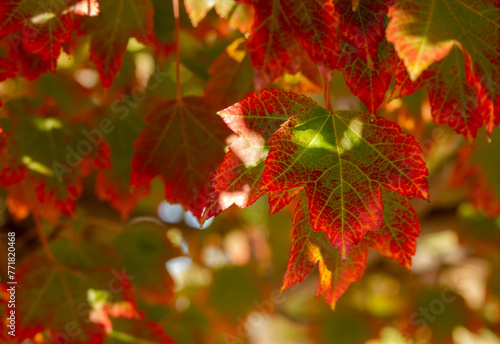 Fall Maple Leaves Closeup, Tartarian Maple, Acer Tartaricum, Red and Green, Bokeh, Christmas Colors