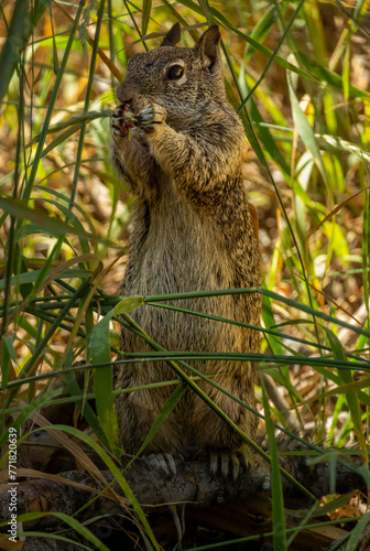 Squirrel Standing Eating in Wild Grasses in Yosemite National Park, California, Late Afternoon Sun