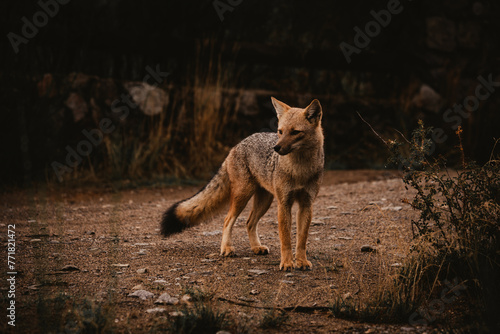 Wild Fox in the Patagonia, Argentina.