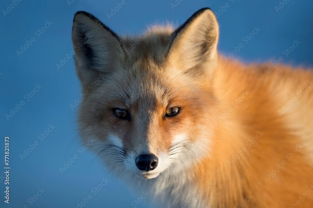 The late evening sun lights up one side of a Red Fox.