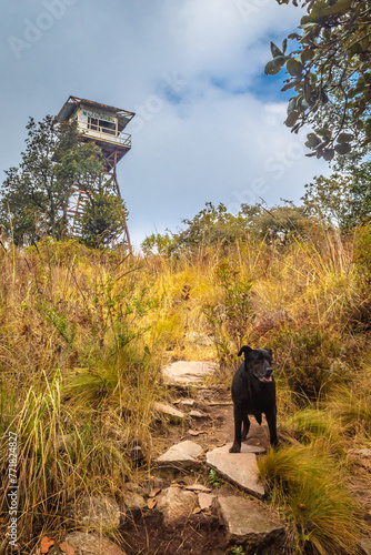 Black dog on a hill with ranger tower in the background, in Sierra de Guadalupe state of Mexico photo