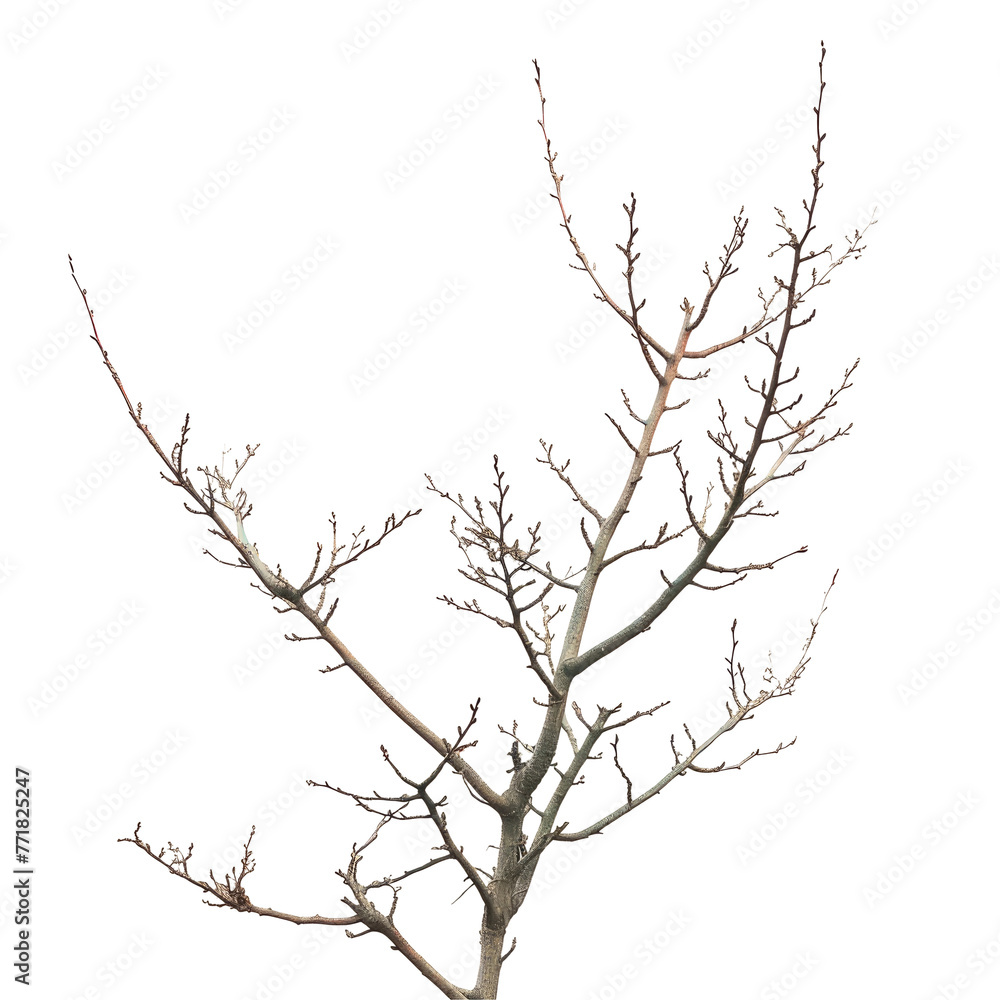 A leafless tree outlined against the midnight sky on a transparent background A leafless tree outlined against the midnight sky on a transparent background