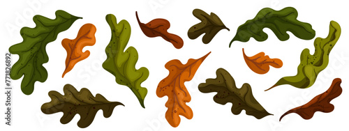 Set of colorful autumn oak leaves. Vector graphics.