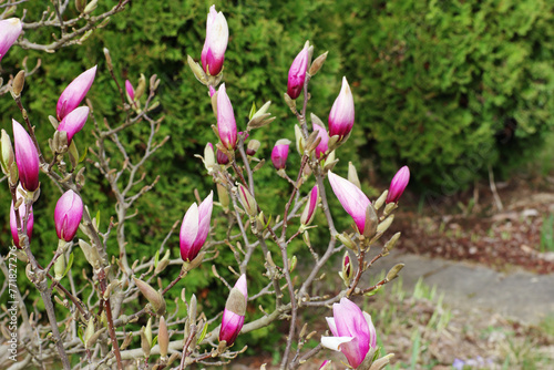 fragment of a magnolia bush in the initial stage of blooming pink flowers