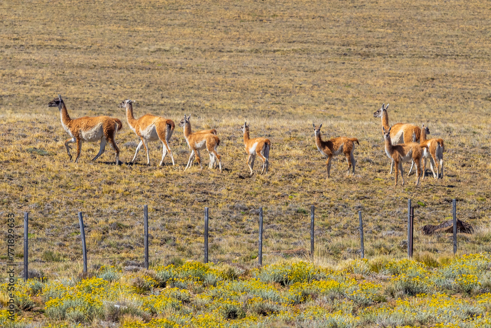 Fototapeta premium Guanaco grazing along a roadway in Patagonia