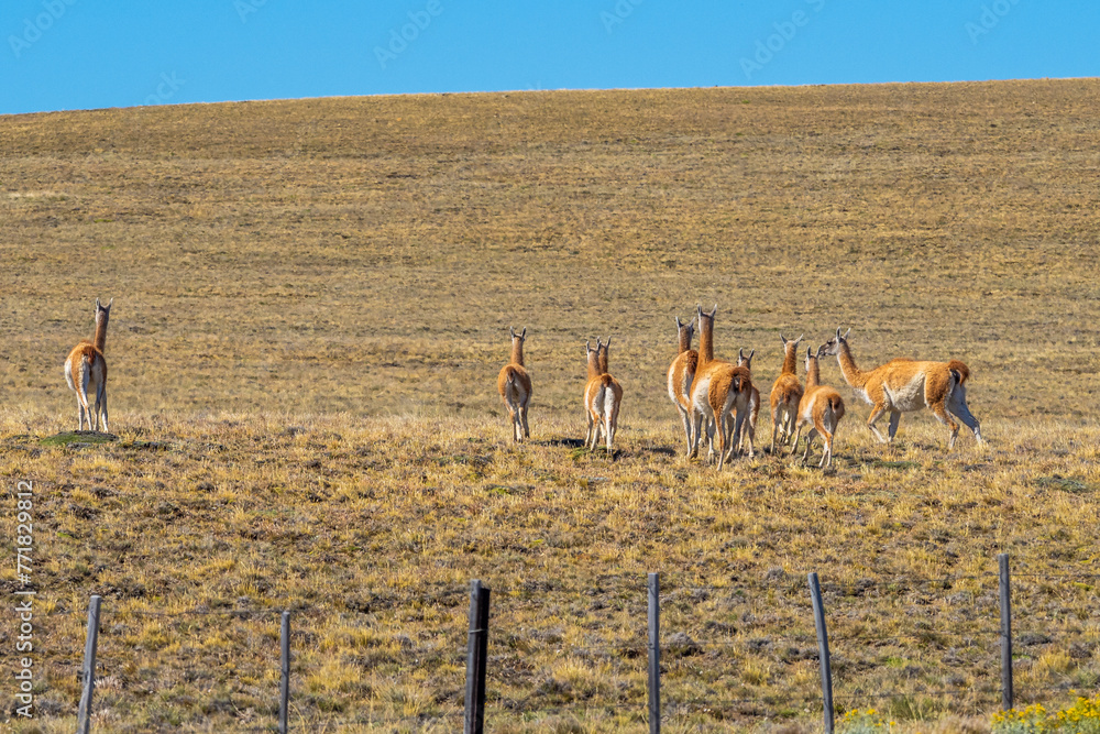 Fototapeta premium Guanaco grazing along a roadway in Patagonia