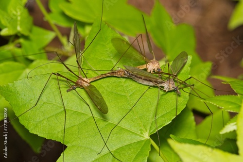 Crane flies mating (Tipuloidea), two males fighting over female, insect nature Springtime pest control breeding. Daddy longlegs, mosquito hawks. photo