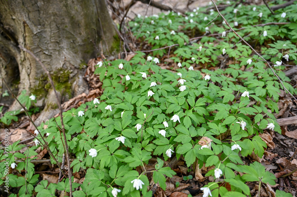 Fototapeta premium Wood Anemone growing on forest ground. Anemonoides nemorosa is early spring flowering plant. White flowers in the forest.