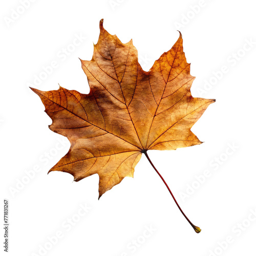 Wallpaper Mural Autumn maple leaf isolated on transparent background. Torontodigital.ca