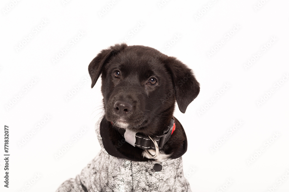 Portrait of a black puppy in a jacket on a white background.